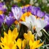 Snow Crocus Mix -Perennials Sales Store snow crocus mix 1