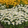 Snowcap Shasta Daisy -Perennials Sales Store snowcap shasta daisy 1