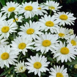 Snowcap Shasta Daisy -Perennials Sales Store snowcap shasta daisy 3