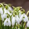 Snowdrops 1 Snowdrops -Perennials Sales Store snowdrops green white 530249788 cropped
