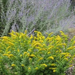 Golden Fleece Goldenrod (Solidago) -Perennials Sales Store solidago golden fleece russian sage perovskia atriplicifolia