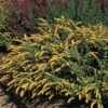 Golden Fleece Goldenrod (Solidago) 2 Golden Fleece Goldenrod (Solidago) -Perennials Sales Store solidago sphacelata golden fleece 91928 web 1 2
