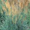 Llano Indian Grass -Perennials Sales Store sorghastrum nutans llano 1 2