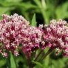 Soulmate Swamp Milkweed -Perennials Sales Store soulmate milkweed asclepias incarnata