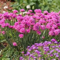 Splendens Armeria -Perennials Sales Store splendens sea thrift armeria maritima garden