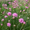 Splendens Armeria -Perennials Sales Store splendens sea thrift armeria maritima splendens flowres