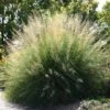 Windbreaker Giant Sacaton Grass -Perennials Sales Store sporobolus wrightii pat plant selecthayward1 cropped