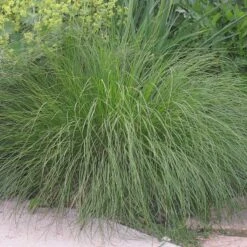 Prairie Dropseed Grass -Perennials Sales Store sporobolus heterolipis foliage cropped