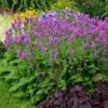 Hummelo Betony -Perennials Sales Store stachys monieri hummelo 1