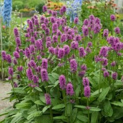 Hummelo Betony 7 Hummelo Betony -Perennials Sales Store stachys monieri hummelo 3