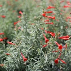 Stardust Hummingbird Trumpet (Zauschneria) -Perennials Sales Store stardust zauschneria 2