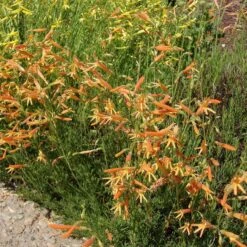 SteppeSuns® Sunset Glow Penstemon -Perennials Sales Store steppesuns sunset glow penstemon orange