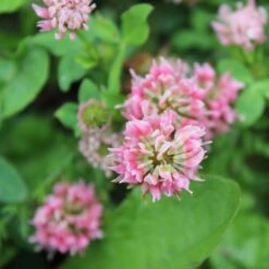 Alternative Lawn Wildflower Seed Mix -Perennials Sales Store strawberry clover close up