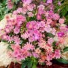 Sunset Strain Lewisia -Perennials Sales Store sunset strain lewisia rock garden
