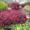 SunSparkler® Dazzleberry Sedum -Perennials Sales Store sunsparkler dazzleberry sedum 1