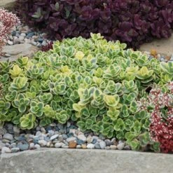 SunSparkler® Lime Twister Sedum -Perennials Sales Store sunsparkler lime twister sedum