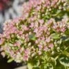 SunSparkler® Lime Twister Sedum -Perennials Sales Store sunsparkler lime twister sedum close up