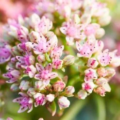 SunSparkler® Lime Twister Sedum -Perennials Sales Store sunsparkler lime twister sedum pink flowers