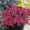 SunSparkler® Wildfire Sedum -Perennials Sales Store sunsparkler wildfire sedum container 2