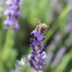 Sharon Roberts English Lavender -Perennials Sales Store susan quimby honey bee lavender or 4