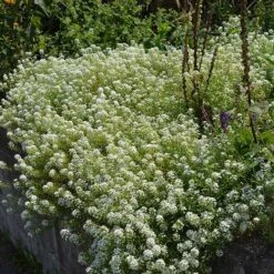 Alternative Lawn Wildflower Seed Mix -Perennials Sales Store sweet alyssum