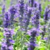 Texas Violet Salvia -Perennials Sales Store texas violet mealy sage salvia farinacea