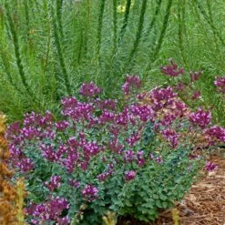 Thanksgiving Ornamental Oregano -Perennials Sales Store thanksgiving ornamental oregano oreganum with liatris garden