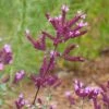 Thanksgiving Ornamental Oregano -Perennials Sales Store thanksgiving ornamental oregano origanum close up