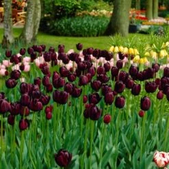 Perennials Sales Store -Perennials Sales Store tulip queen of the night cropped