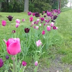 Blue Moon Triumph Tulip Mix 14 Blue Moon Triumph Tulip Mix -Perennials Sales Store tulip blue moon mix cropped hm 10