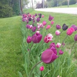 Blue Moon Triumph Tulip Mix 12 Blue Moon Triumph Tulip Mix -Perennials Sales Store tulip blue moon mix cropped hm 6