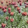 Slawa Triumph Tulip 2 Slawa Triumph Tulip -Perennials Sales Store tulipa slawa triumph tulip garden cropped