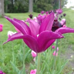 Blue Moon Triumph Tulip Mix 15 Blue Moon Triumph Tulip Mix -Perennials Sales Store tulipa blue moon mix hm 3