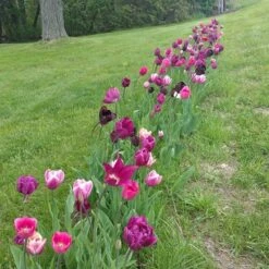 Blue Moon Triumph Tulip Mix 16 Blue Moon Triumph Tulip Mix -Perennials Sales Store tulipa blue moon mix hm 4