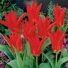Red Emperor Tulip