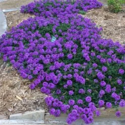 Valley Lavender® Plains Verbena -Perennials Sales Store verbena bipinnitifida valley lavender 3