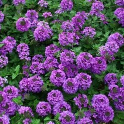 Valley Lavender® Plains Verbena -Perennials Sales Store verbena bipinnitifida valley lavender close up