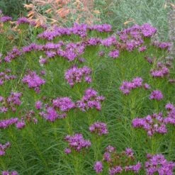 Iron Butterfly Ironweed (Vernonia) -Perennials Sales Store vernonia lettermanii iron butterfly agastache aurantiaca shades of orange