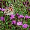 Summer's Swan Song Ironweed (Vernonia) -Perennials Sales Store vernonia summer swan song american painted lady jim ault