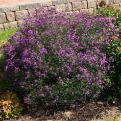 Summer's Swan Song Ironweed (Vernonia) -Perennials Sales Store vernonia summer swan song garden jim ault