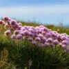 Victor Reiter Armeria 1 Victor Reiter Armeria -Perennials Sales Store victor reiter sea thrift armeria martima flowering