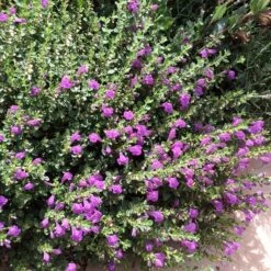 Dark Violet Skullcap (Scutellaria) -Perennials Sales Store violet skullcap flower