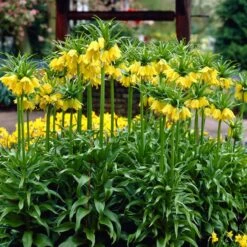 Yellow Crown Imperial -Perennials Sales Store visi02917 fritillaria lutea cropped