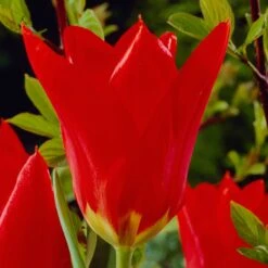 Perennials Sales Store -Perennials Sales Store visi04254 red emperor tulip cropped