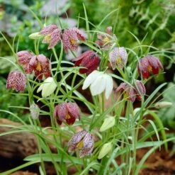 Snake's Head Fritillary -Perennials Sales Store visi26883 fritillaria meleagris0cropped