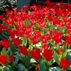Red Emperor Tulip -Perennials Sales Store visi28048 red emperor tulip cropped