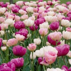 Double Late Tulip Mix -Perennials Sales Store visi34695 double late tulip mix cropped