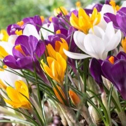 Dutch Crocus Mix -Perennials Sales Store visi50589 dutch crocus mix cropped