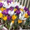 Dutch Crocus Mix -Perennials Sales Store visi50590 dutch crocus mix cropped