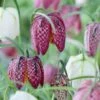 Snake's Head Fritillary -Perennials Sales Store visi59755 fritillaria meleagris cropped